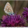 polyom bellargus imago17 kher